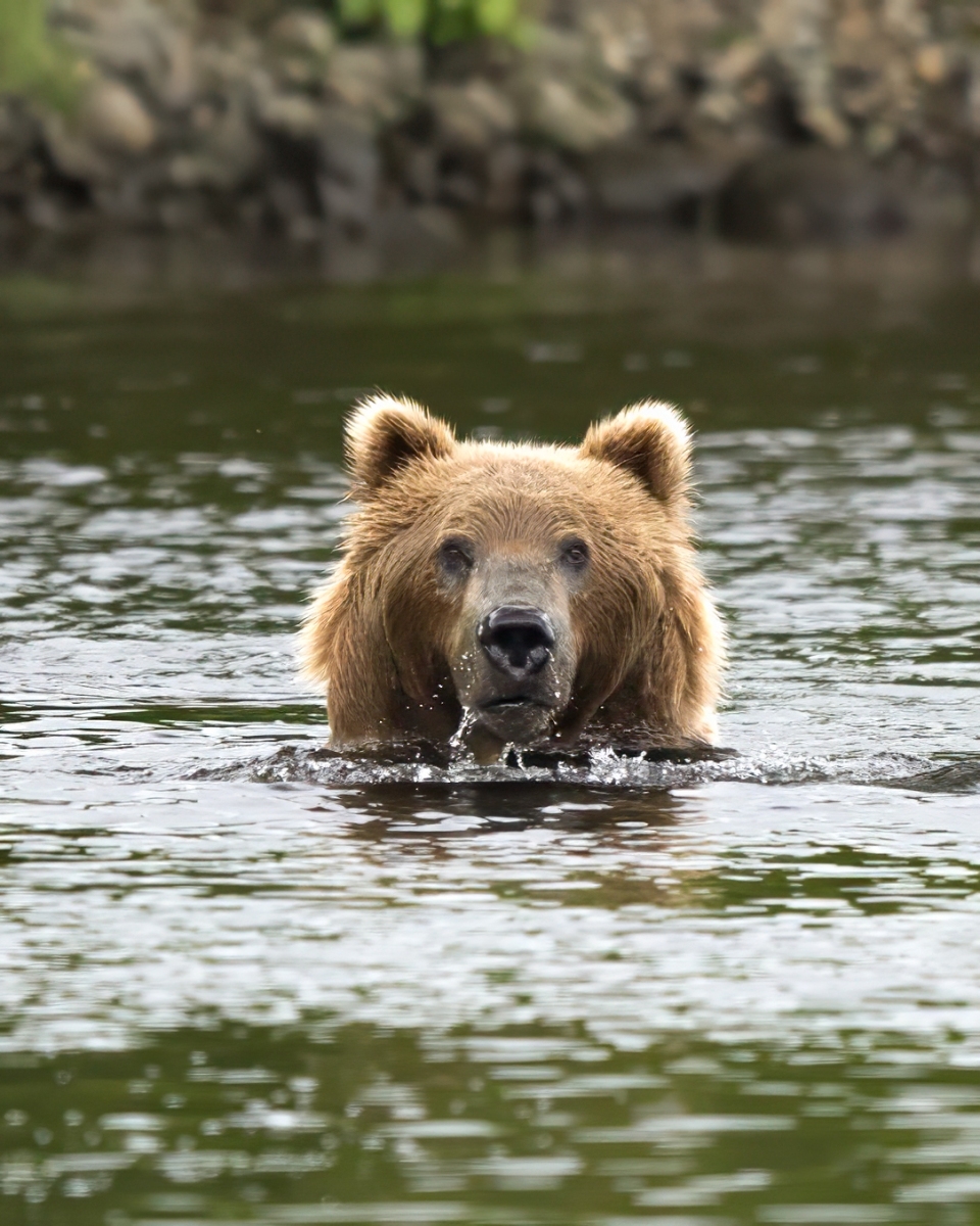 Submarine Bear – Just a Little Light