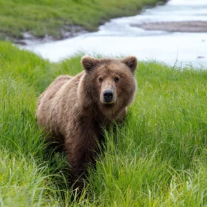 Grazin' in the Grass