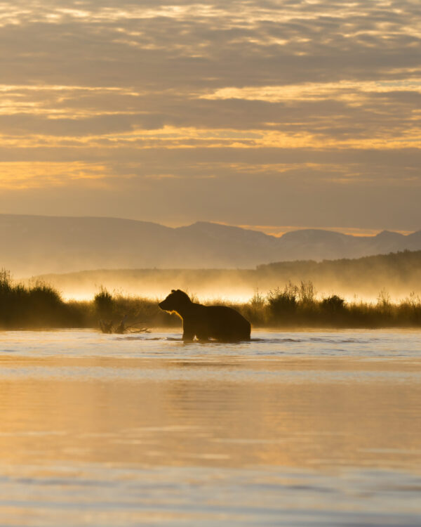 Dawn of the Bear