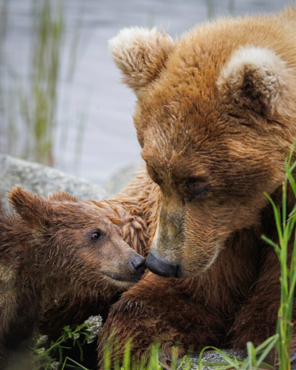 A Mother's Love