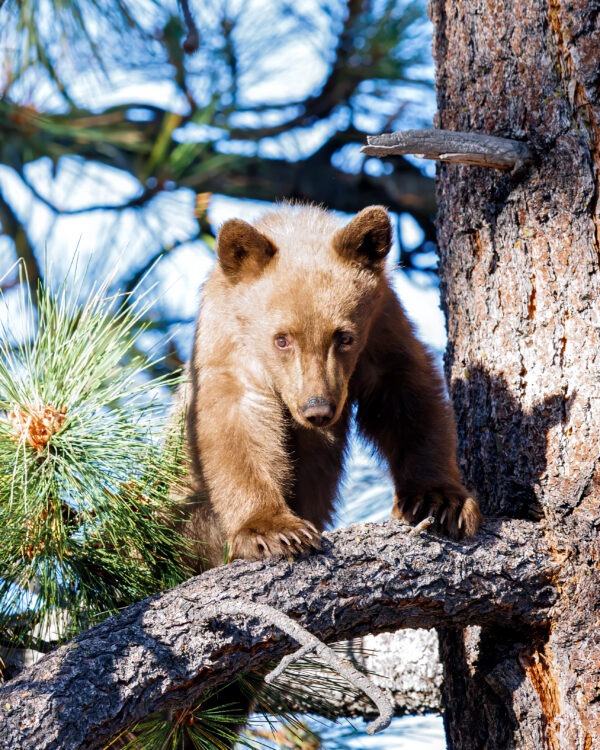 Cub of the Day